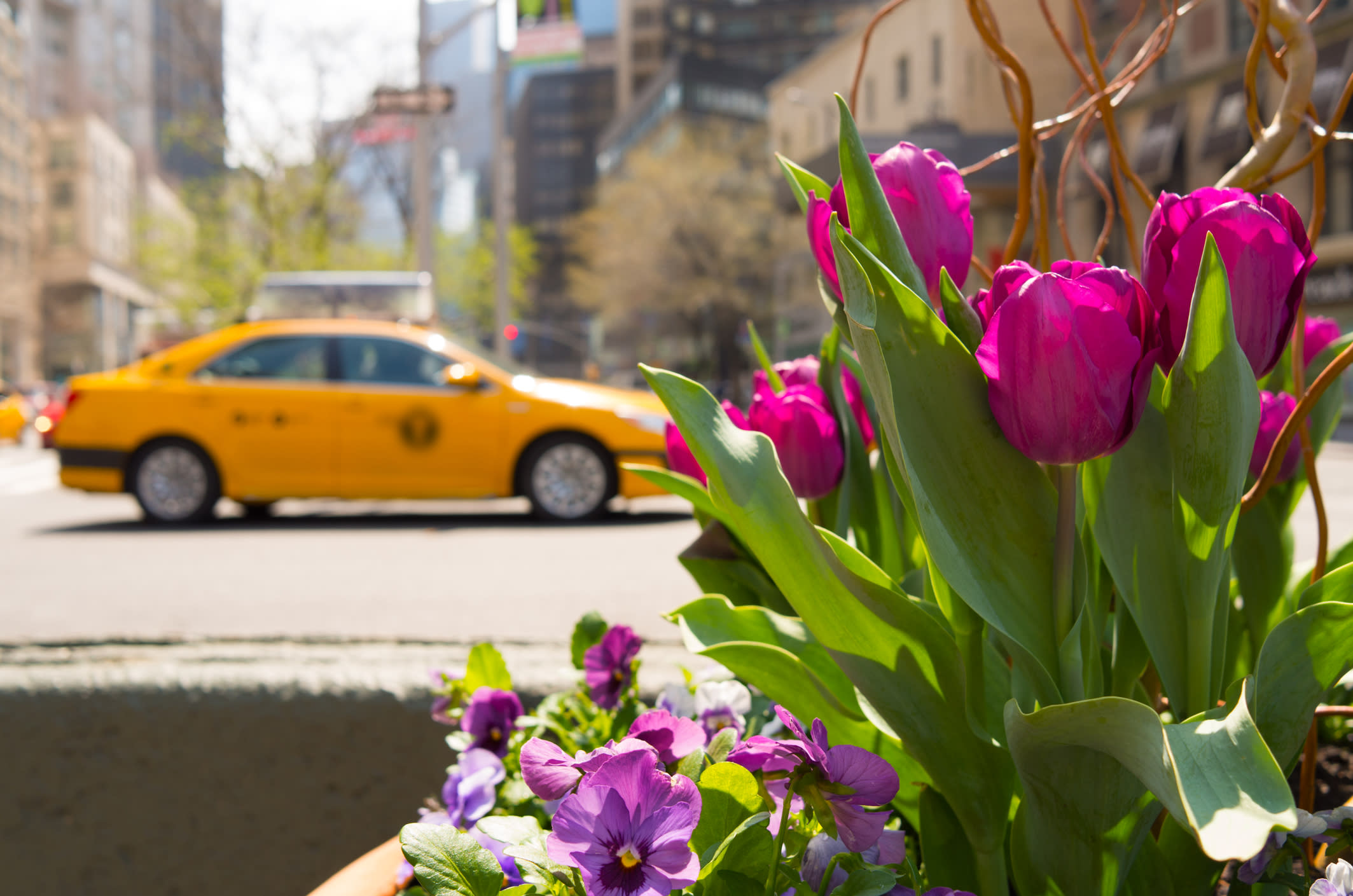 Spring in New York City