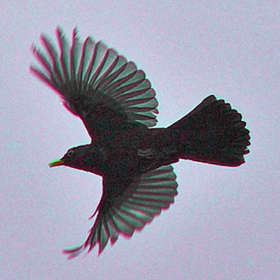  smalltown with H.O.S.H.