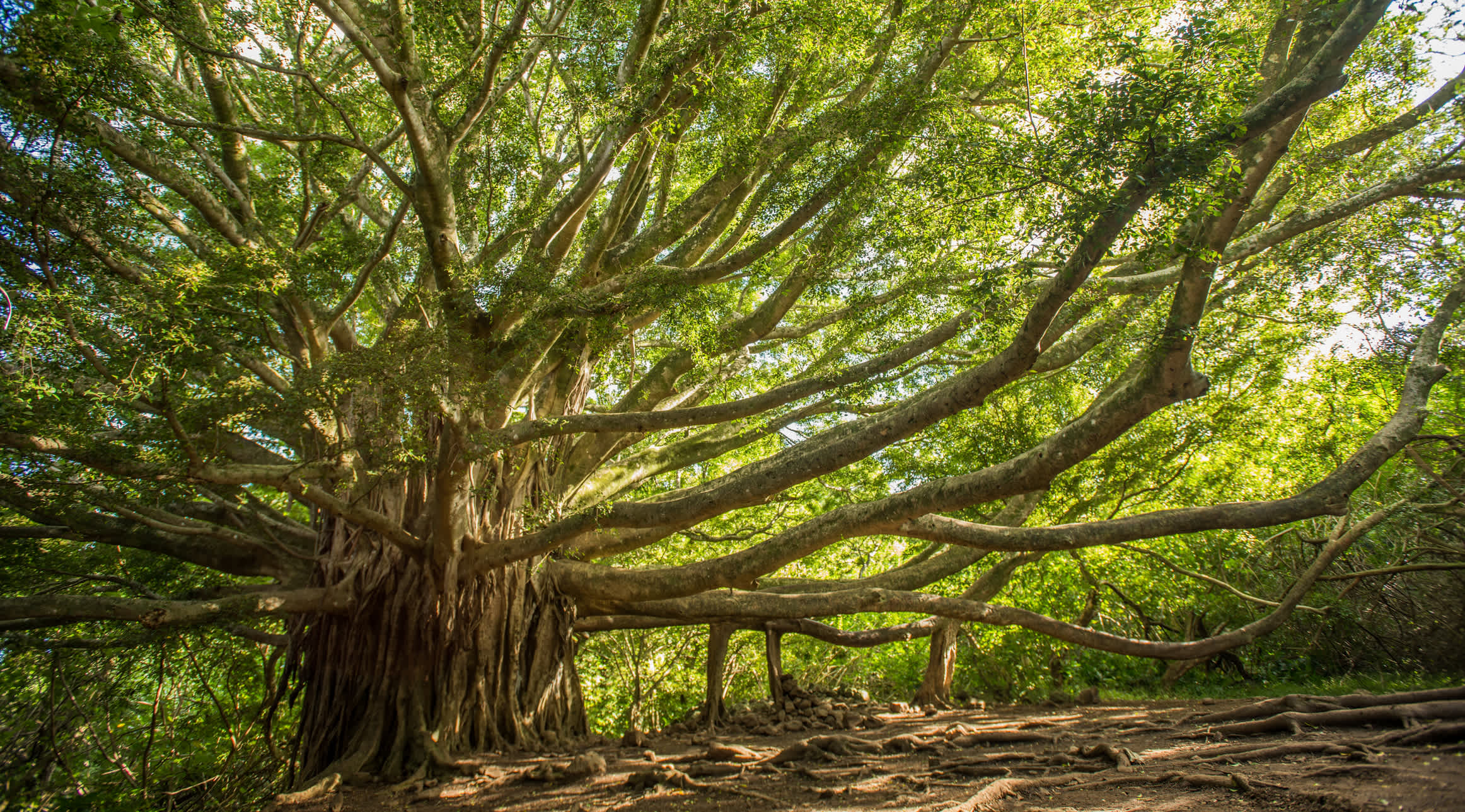 Looking upwards towards the branches of a large tree.