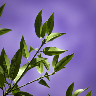 Lifestyle Guidance Programs 