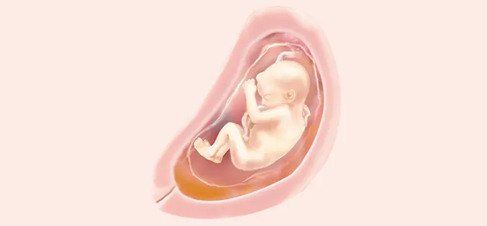 embryoimage-week26-700