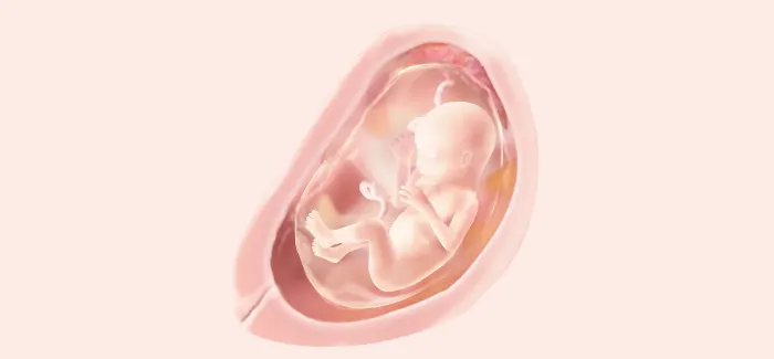 embryoimage-week18-700