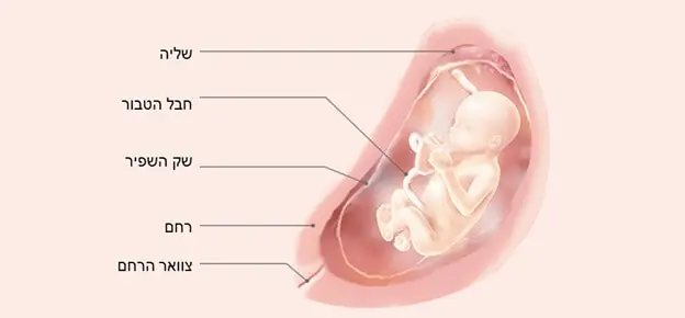 התפתחות העובר לפי שבועות-Article Content Image20 התפתחות העובר שבוע 20