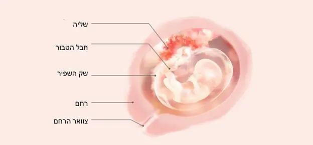 התפתחות העובר לפי שבועות-Article Content Image week13 התפתחות העובר שבוע 13