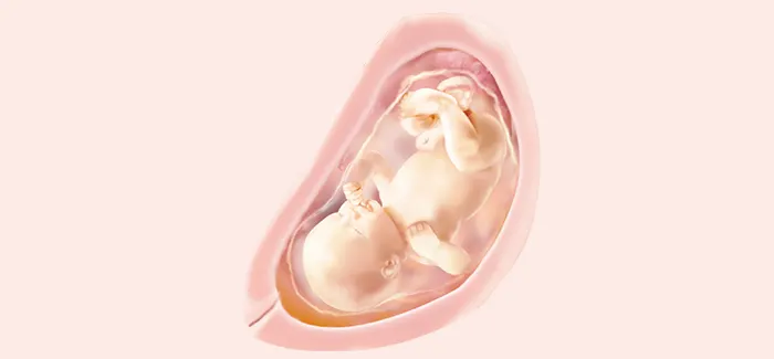 embryoimage-week31-700