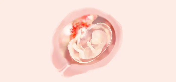embryoimage-week14-700