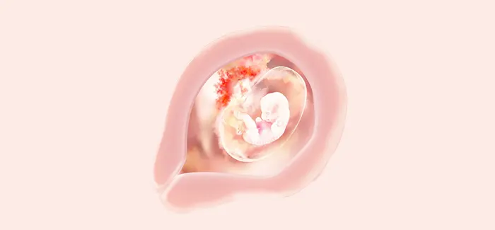 embryoimage-week07-700