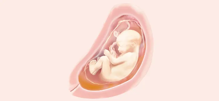 embryoimage-week27-700