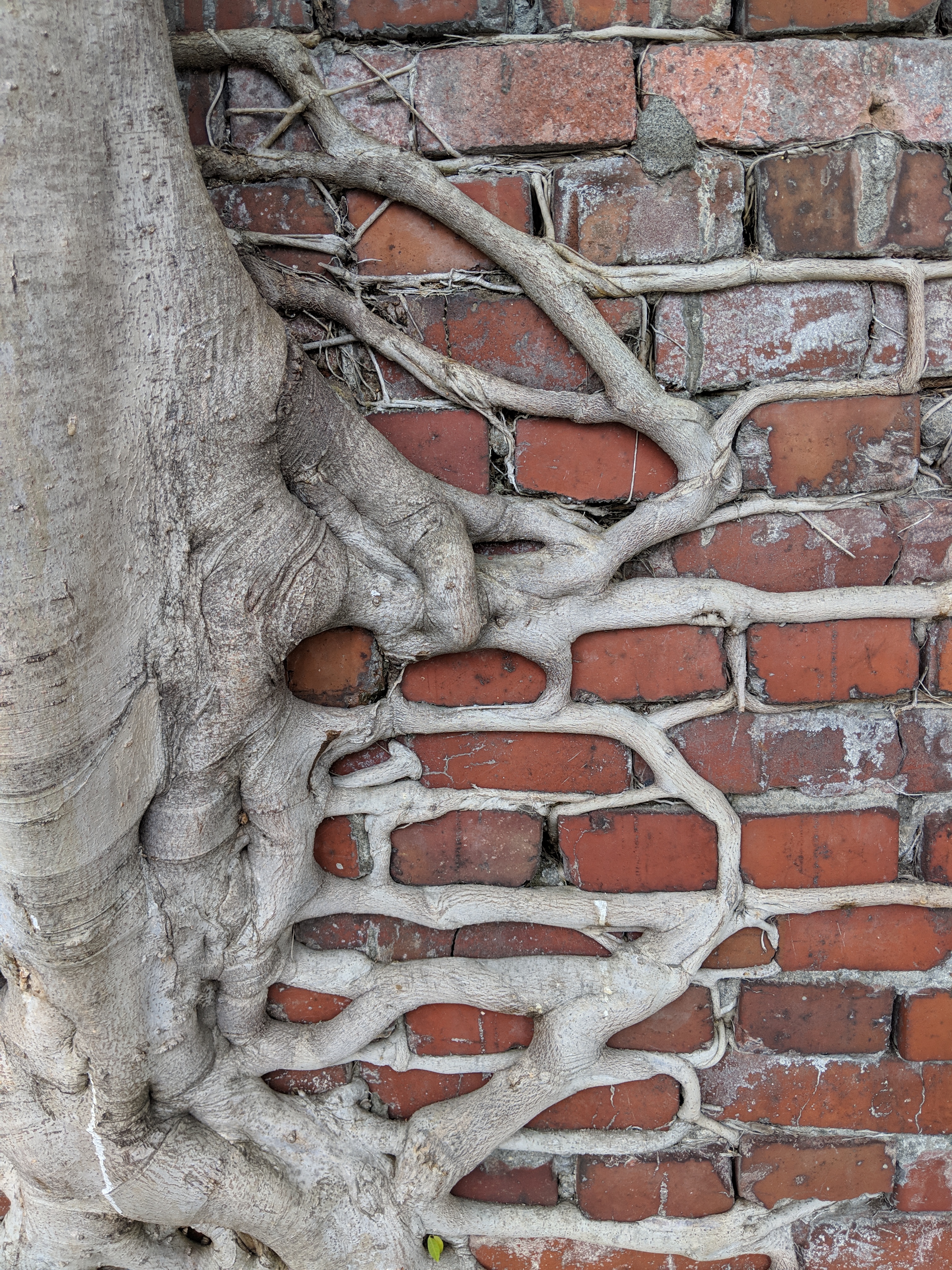 Roots growing in bricks