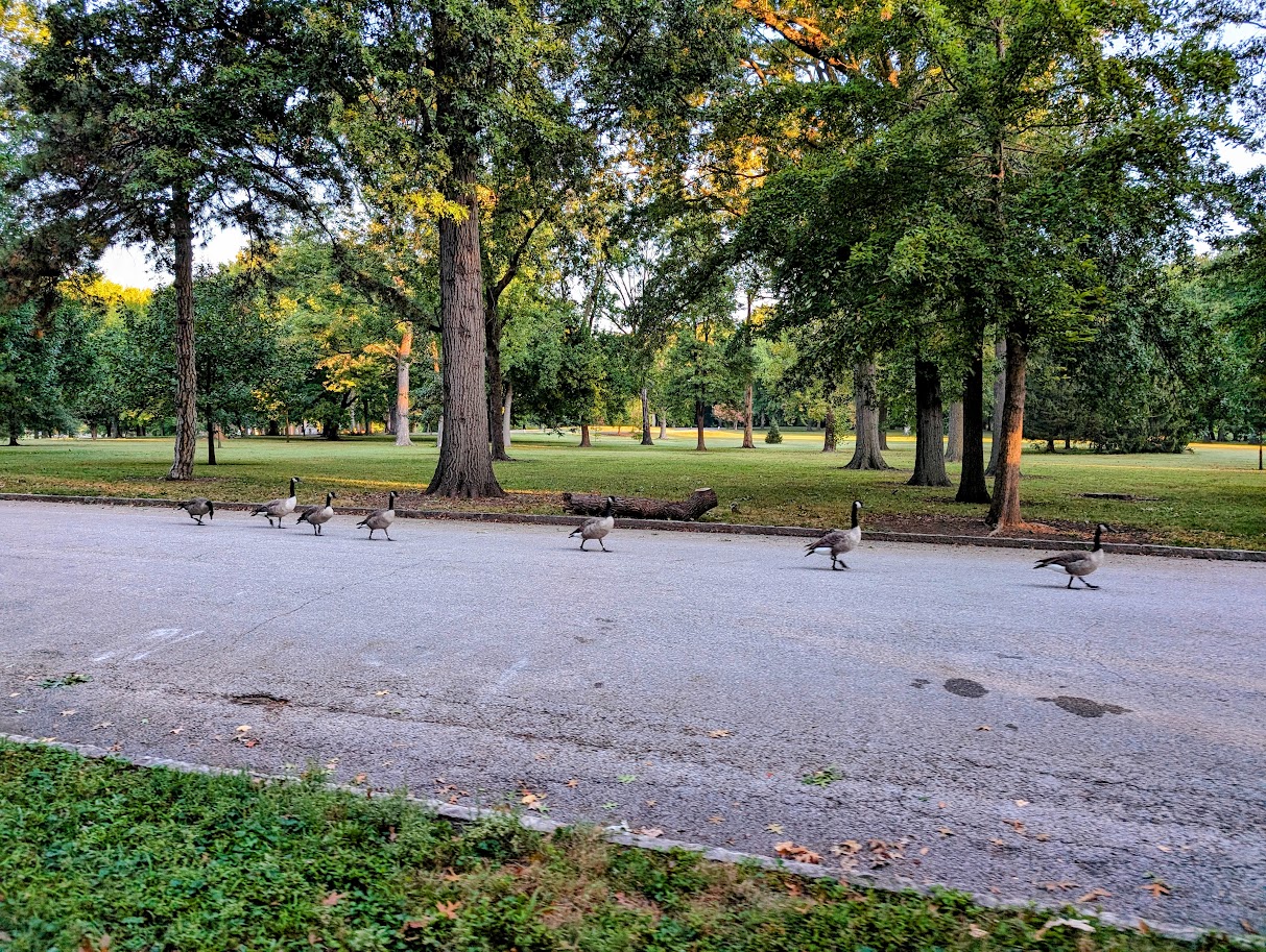 Geese