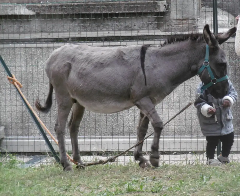 La petite ferme nous rend visite.