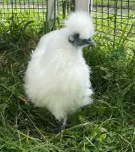 Picota, poule de soie