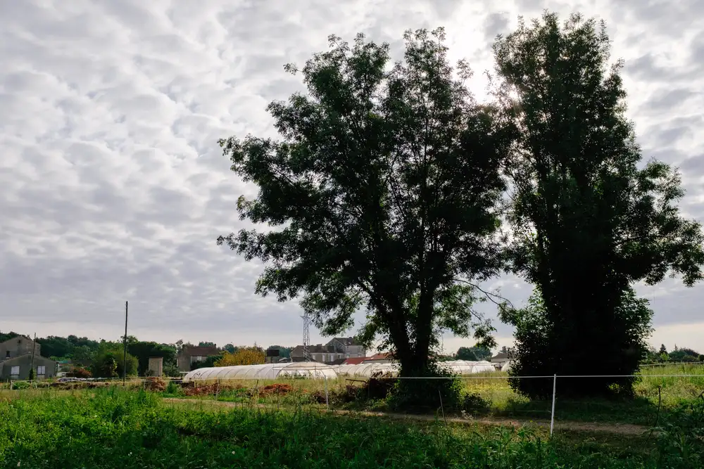 Notre site de maraichage à Saint Yriex (16)