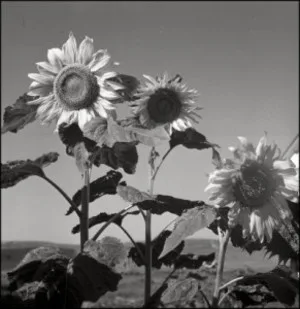 Ukraine, 1943 © Herbert List / Magnum Photos