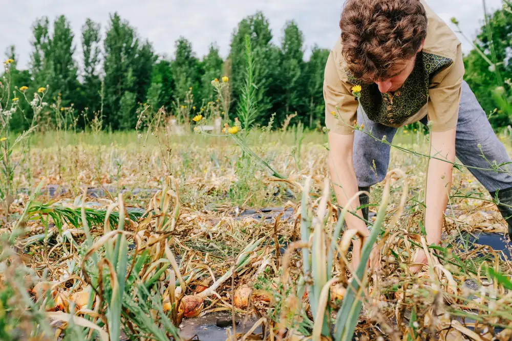Notre site de maraichage à Saint Yriex (16)