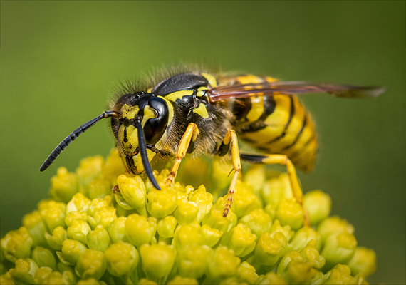 Guêpe sur une fleur