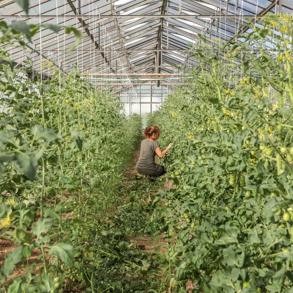 Les serres sur notre site de maraichage à Saint Yrieix (16)