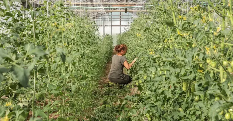 Les serres sur notre site de maraichage à Saint Yrieix (16)