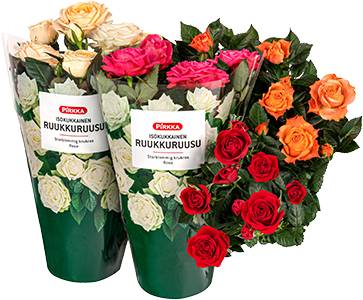 Pirkka isokukkainen ruukkuruusu