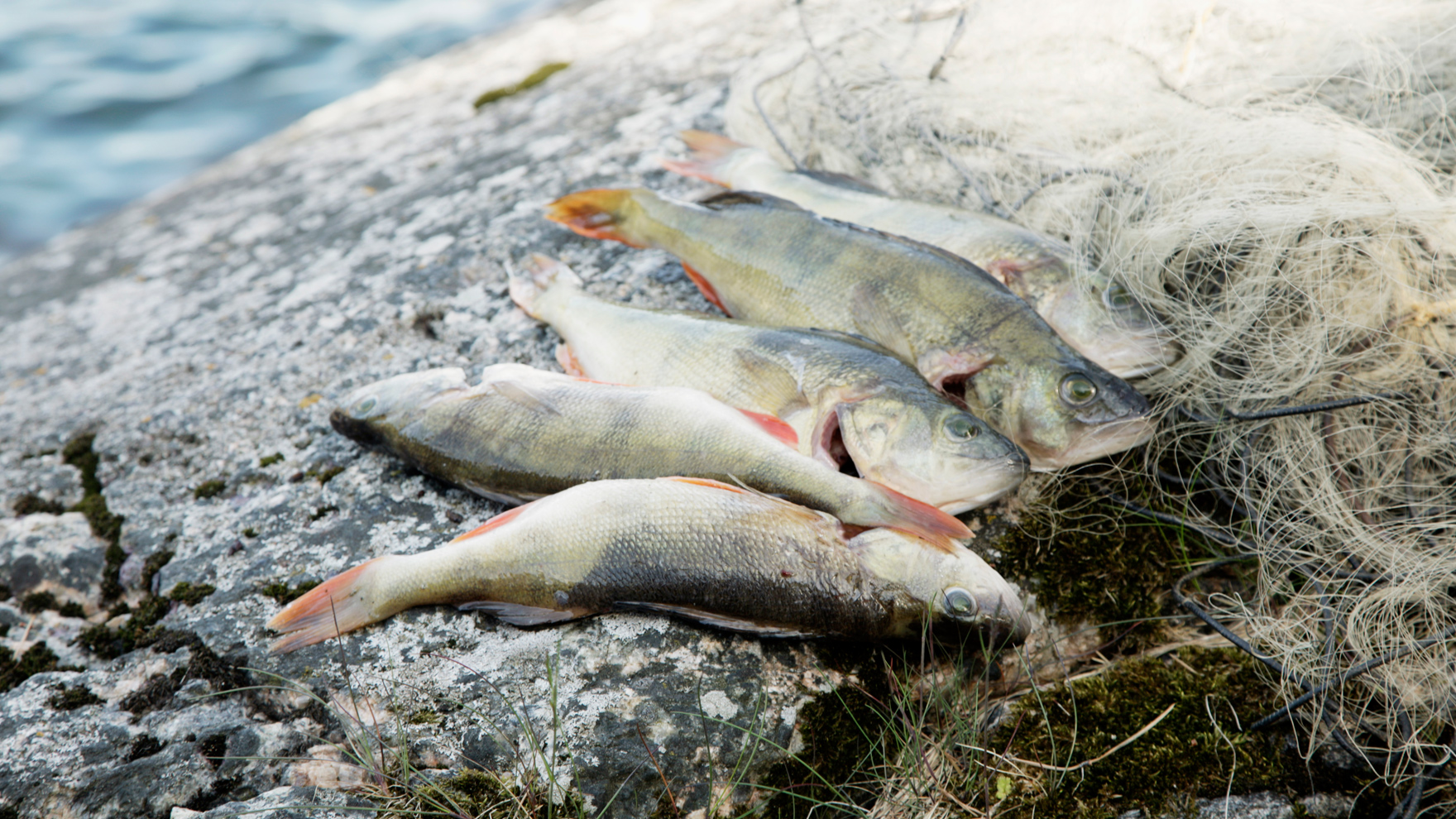 Hiilijalanjälki kevenee yhteistyöllä, yhteen hiileen puhaltamalla