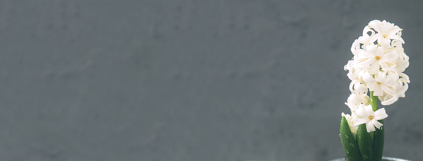 Pirkka joulukukkien hoito-ohjeet