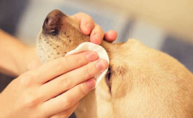 silmänpuhdistuslappu käyttö 680