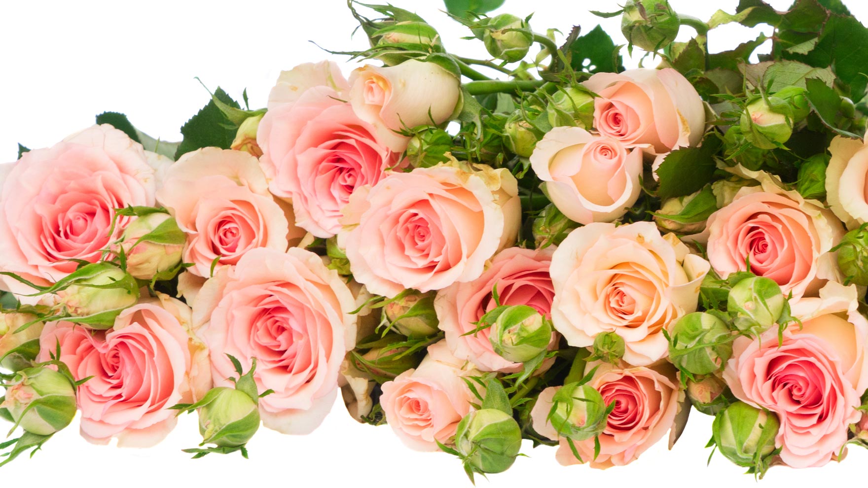 Pirkka-kukkien hoito-ohjeet