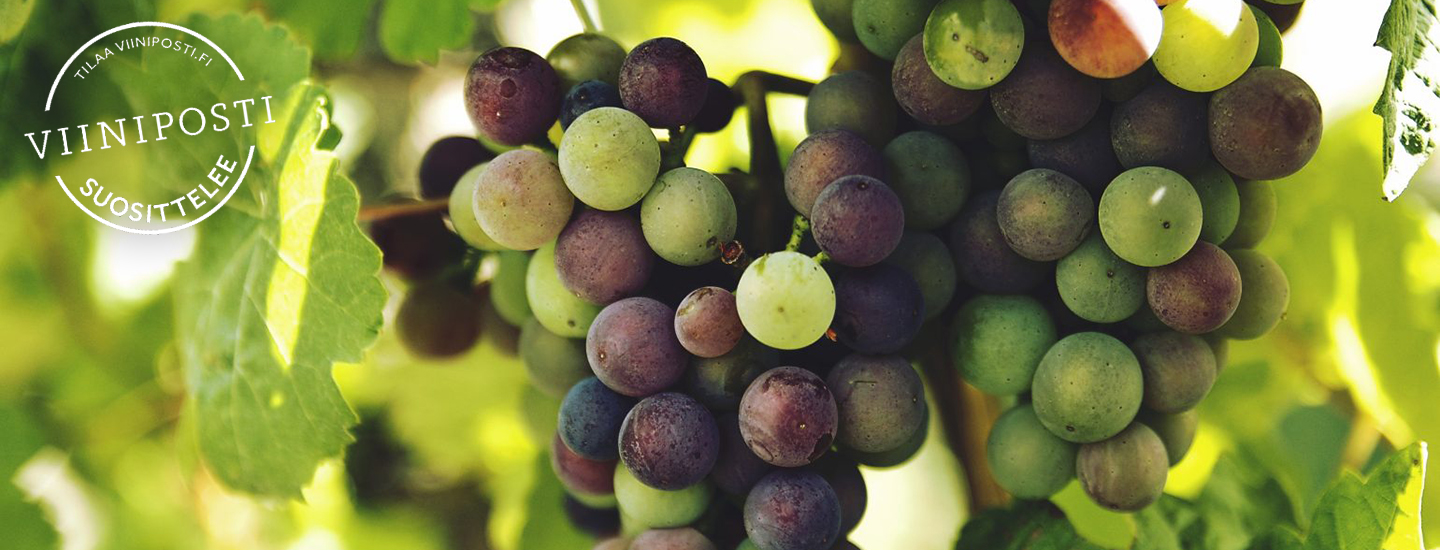 Tunnetko rypälelajikkeet?