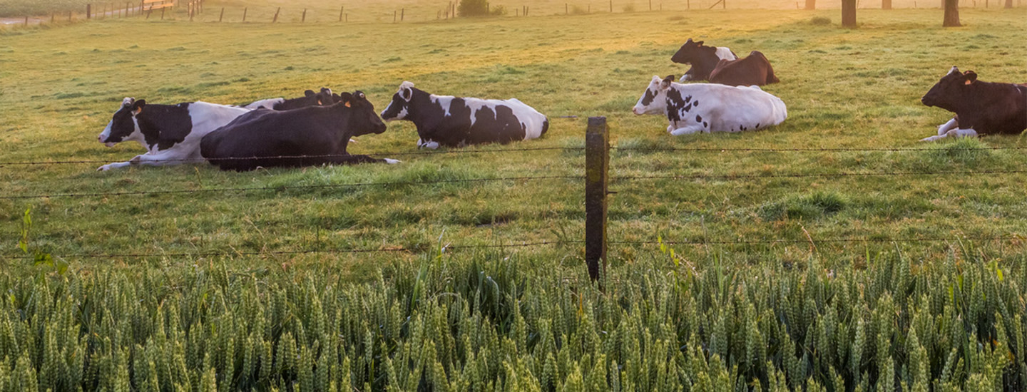 Ruokatrendit 2019: Tiedostava kuluttaminen