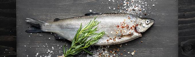 Kalasanasto kuvitus 4