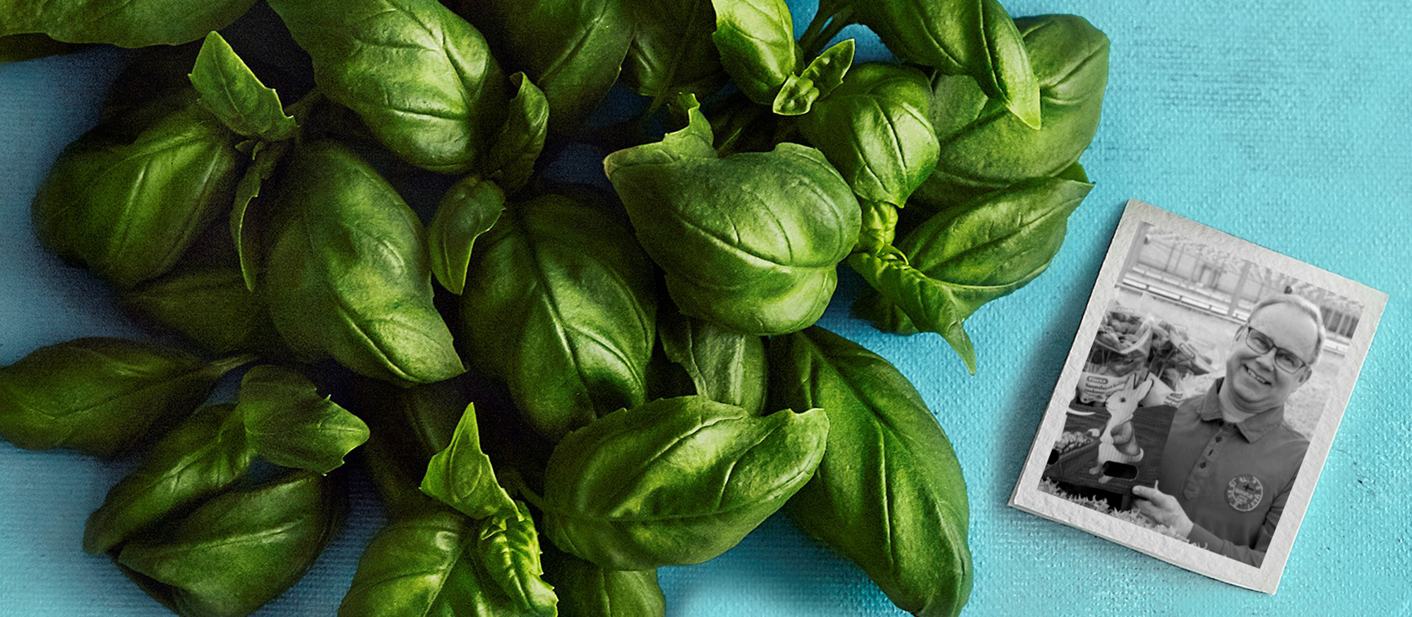 Aromaattinen Pirkka basilika kasvatetaan Oksasen Puutarhassa