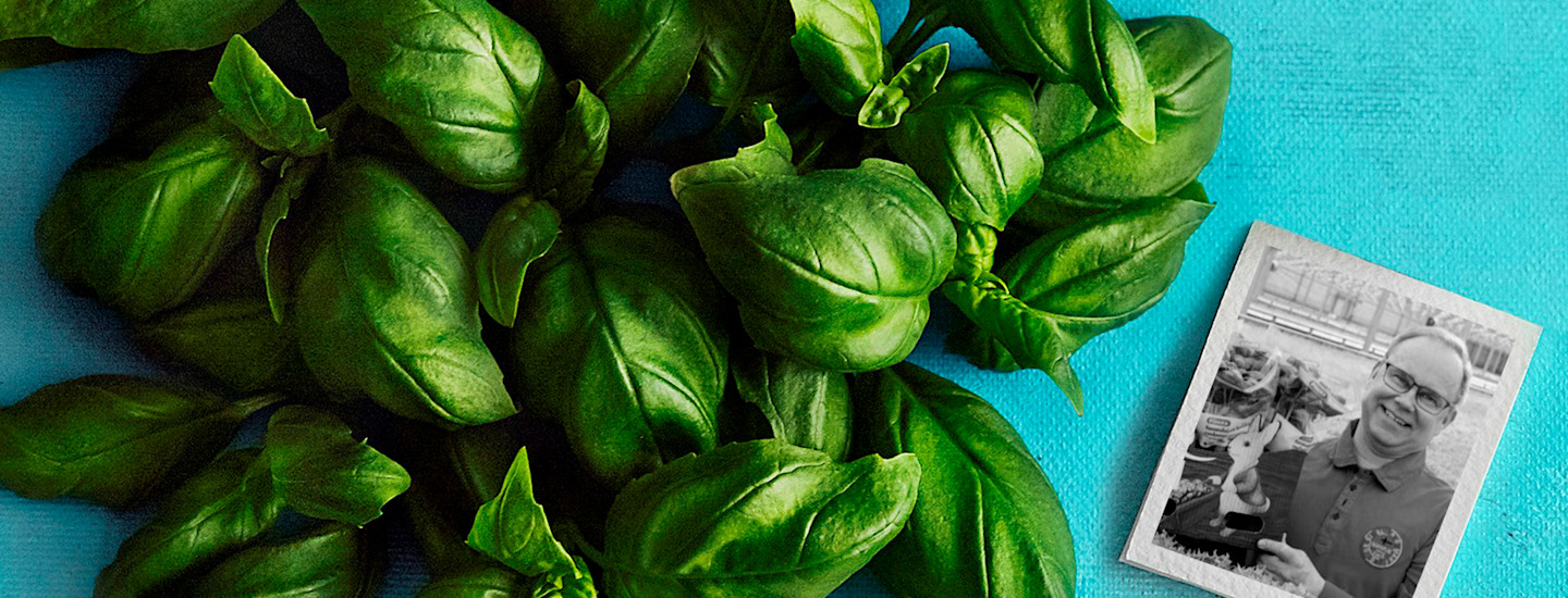 Aromaattinen Pirkka basilika kasvatetaan Oksasen Puutarhassa