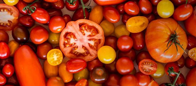 Tomaatit 680x300