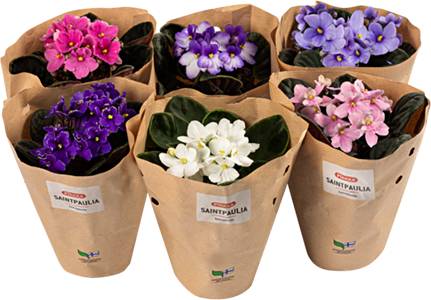 Pirkka Saint Paulia ruukku