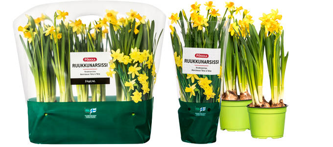 Pirkka narsissi