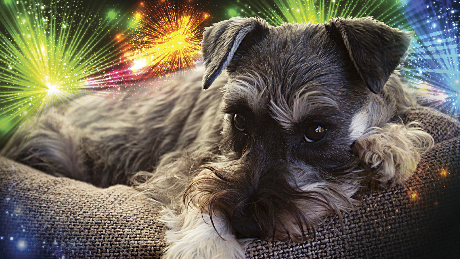 Mukavampi uusivuosi lemmikille