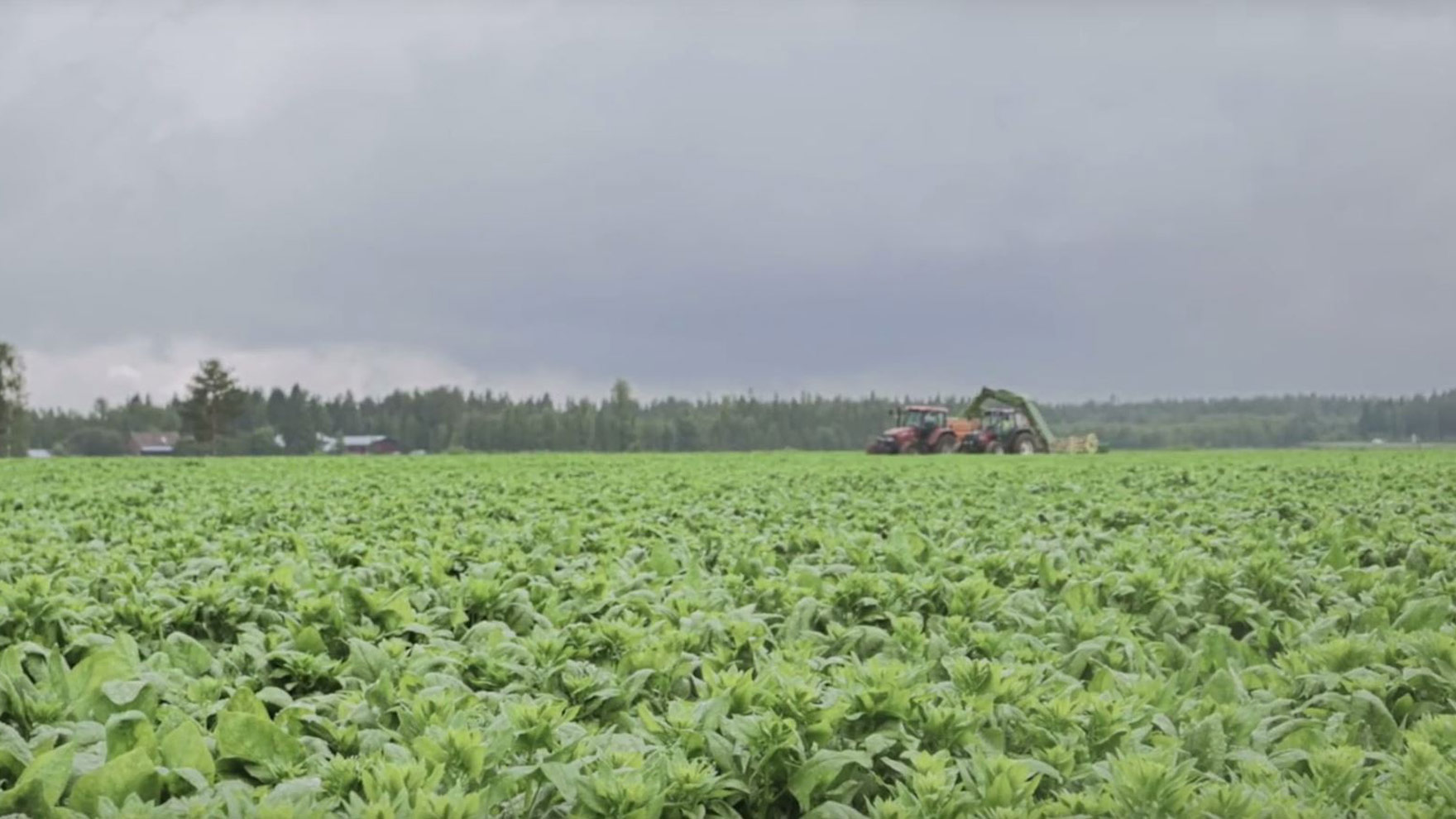Vastuullista kehitystyötä ja viljelyä