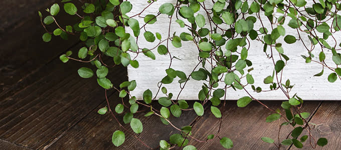 syyskukat lankakoynnos2 680x300