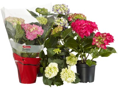 Hortensia Hortensia