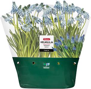 Pirkka helmililja 2 kpl