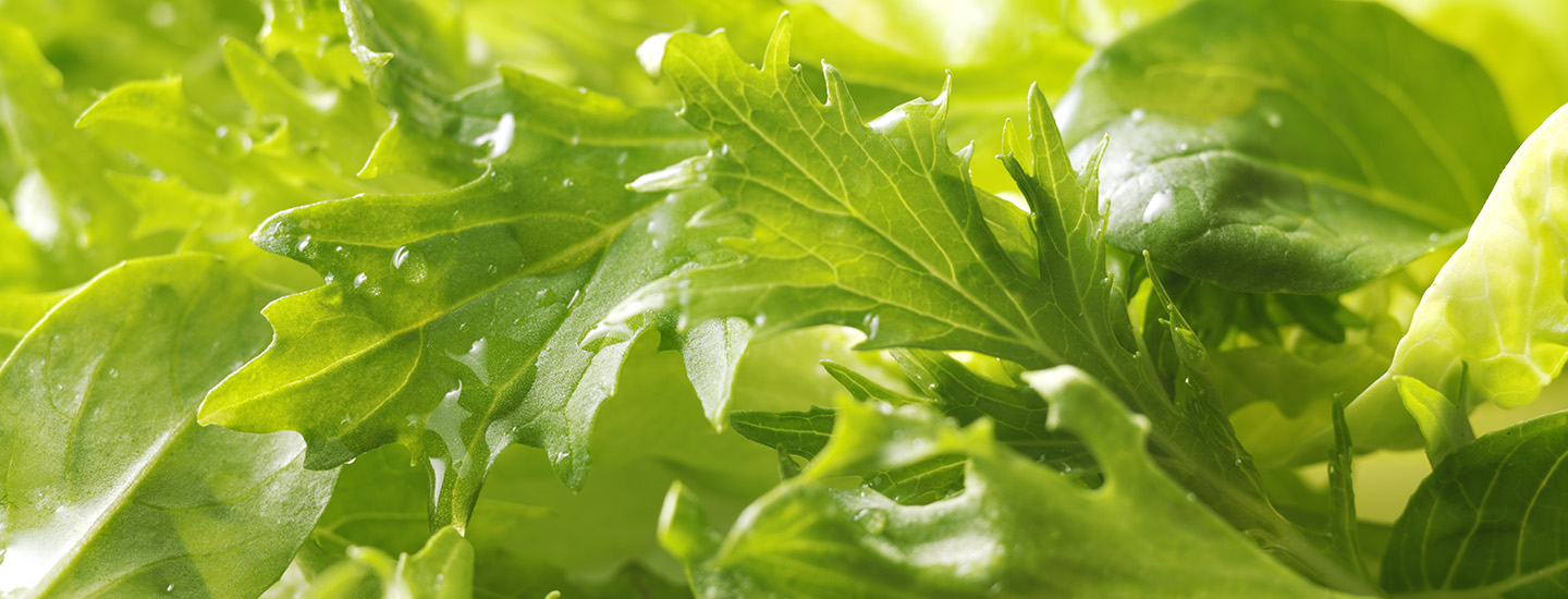 Jääsalaatti vai Cosmopolitan? – Selvitimme salaattitrendit sekä salaattiostosten alueelliset erot