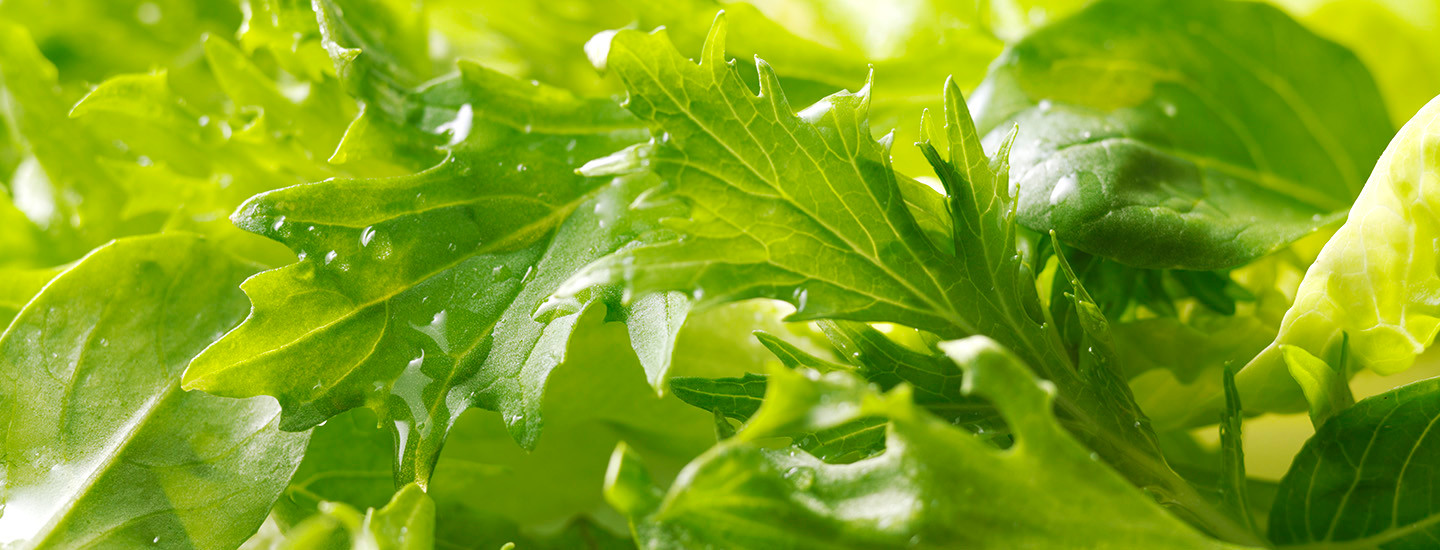 Jääsalaatti vai Cosmopolitan? – Selvitimme salaattitrendit sekä salaattiostosten alueelliset erot