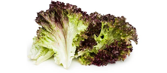 Lollo rosso -salaattia valkoisella taustalla.