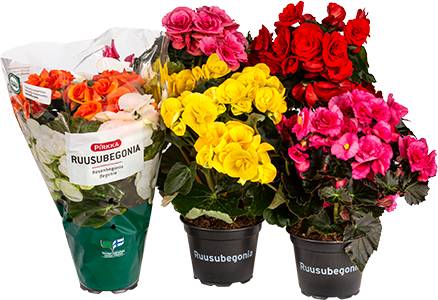 Pirkka ruusubegonia