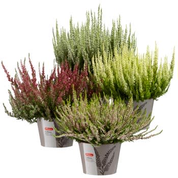 Calluna