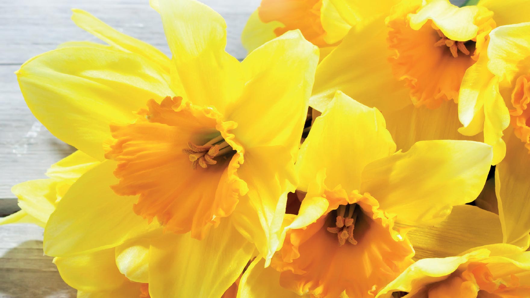 Pirkka-sesonkikukkien hoito-ohjeet