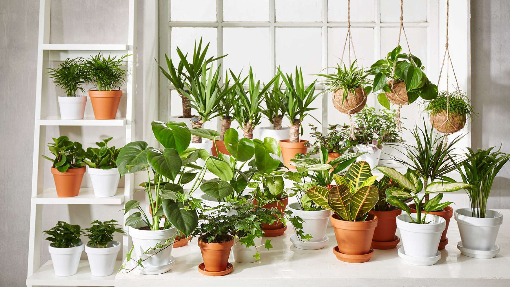 Viherkasveilla iloa kotiin