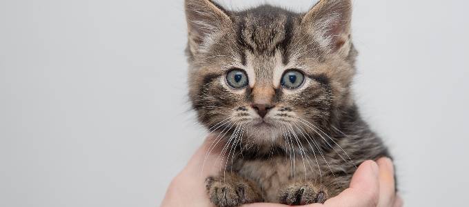 Dagsmark Kissanpentu 2 680x300