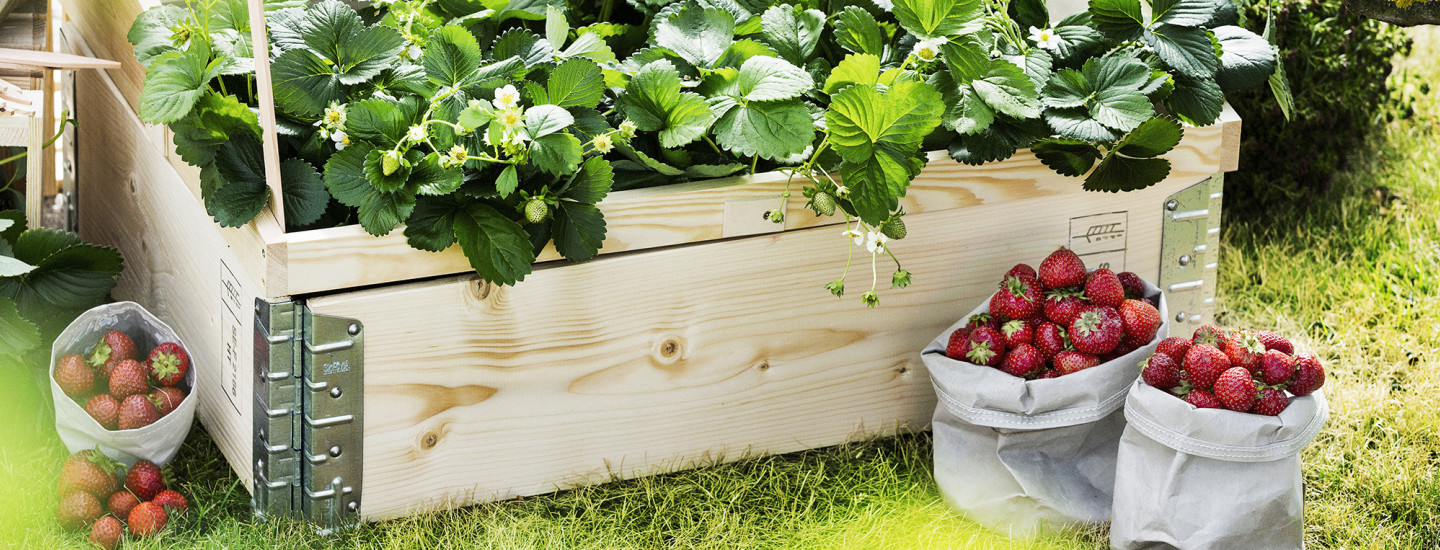 Haluatko lisää satoa kotipuutarhasta? Kokeile kasvihuoneviljelyä