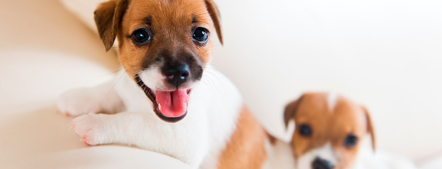 Mitä tarvikkeita koiralle kannattaa hankkia?